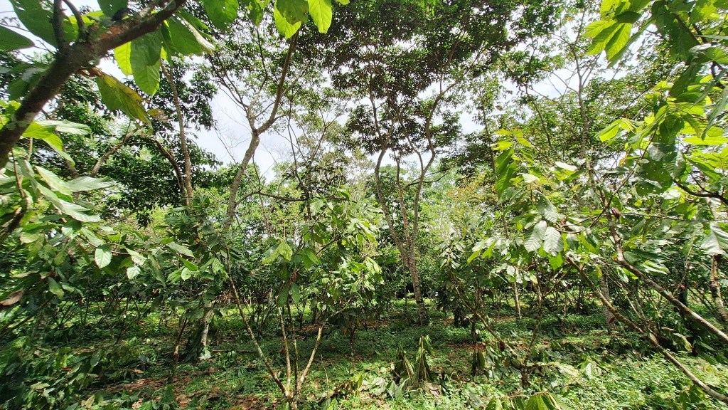 Sistema agroforestal de cacao en Guamal (Meta, Colombia), con árboles de sombra de varios estratos y plantas de cacao.