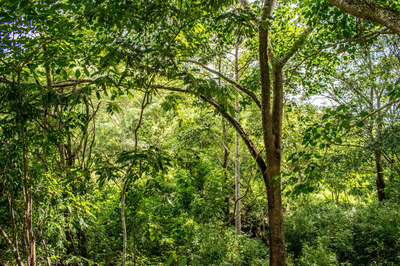 Diversidad arbórea asociada a un núcleo cacaotero del Caribe colombiano