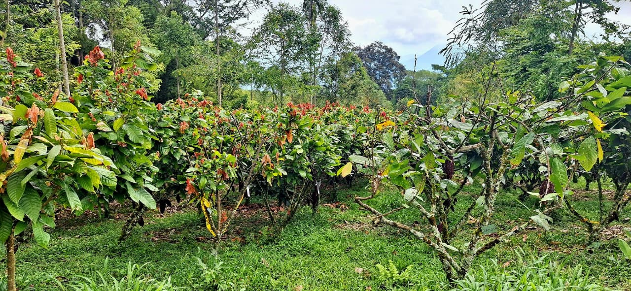 Sistema agroforestal de cacao en Támesis (Antioquia, Colombia), con plantas de cacao y árboles de sombra.